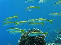  rouget à nageoire jaune, mulloidichthys vanicolensis, house reef, marsa alam, mer rouge, égypte, plongée sous-marine 