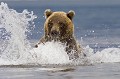  mammifère, ours brun, lac kuril, saumon, pêche, kamtchatka, russie 