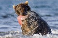  mammifère, ours brun, lac kuril, saumon, sockeye, pêche, kamtchatka, russie 
