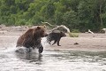  mammifère, ours brun, ourson, lac kuril, saumon, pêche, kamtchatka, russie 