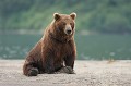  mammifère, ours brun, lac kuril, saumon, pêche, kamtchatka, russie 