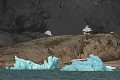  groenland, iceberg, banquise, front glacier, arctique 