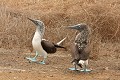  oiseau, fou à pieds bleus, galapagos, isla plata, equateur 