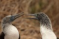  oiseau, fou à pieds bleus, galapagos, isla plata, equateur 