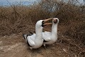  oiseau, fou masqué, galapagos, isla plata, equateur 