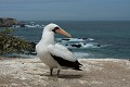  oiseau, fou masqué, galapagos, isla plata, equateur 