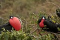  oiseau, frégate, galapagos, isla plata, equateur 