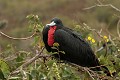  oiseau, frégate, galapagos, isla plata, equateur 