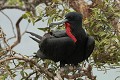  oiseau, frégate, galapagos, isla plata, equateur 