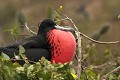  oiseau, frégate, galapagos, isla plata, equateur 