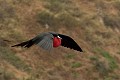  oiseau, frégate, galapagos, isla plata, equateur 