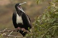  oiseau, frégate, galapagos, isla plata, equateur 