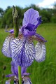  flore, iris de sibérie, iris sibirica, ried, zone humide, plaine d'alsace, bas-rhin 