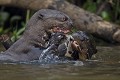  brésil 
 pantanal 