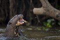  brésil 
 pantanal 