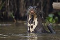  brésil 
 pantanal 