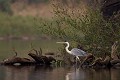  brésil 
 pantanal 