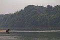  brésil 
 capybara 
 pantanal 