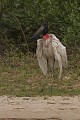  brésil 
 jabiru 
 pantanal 