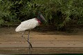  brésil 
 jabiru 
 pantanal 