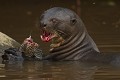  bresil 
 loutre géante 
 pantanal 