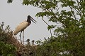  brésil 
 jabiru 
 pantanal 