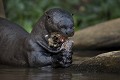  brésil 
 loutre géante 
 pantanal 