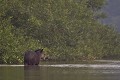  brésil 
 pantanal 
 tapir 