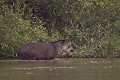  brésil 
 pantanal 
 tapir 