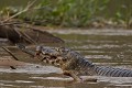  brésil 
 pantanal 