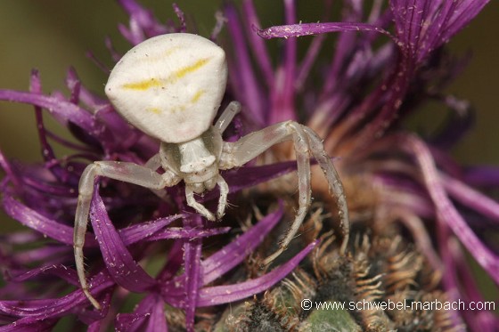 Araignée crabe