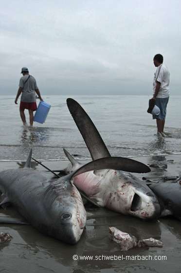 Pêche aux requins - Equateur