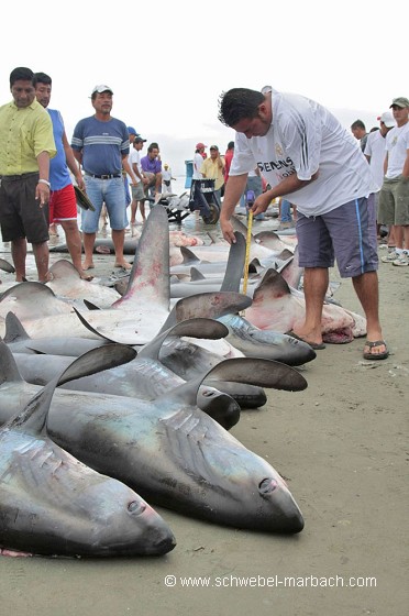 Pêche aux requins - Equateur