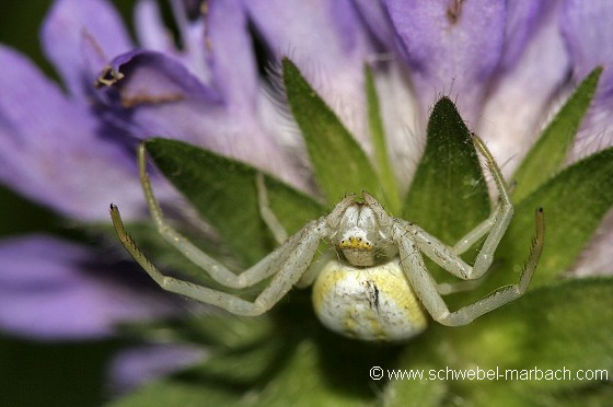 Araignée crabe