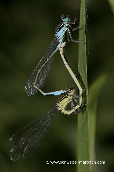 Agrion