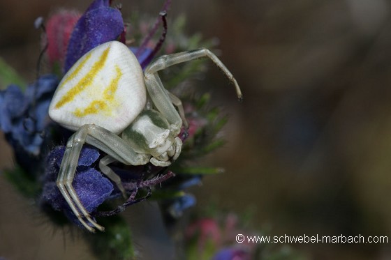 Araignée crabe