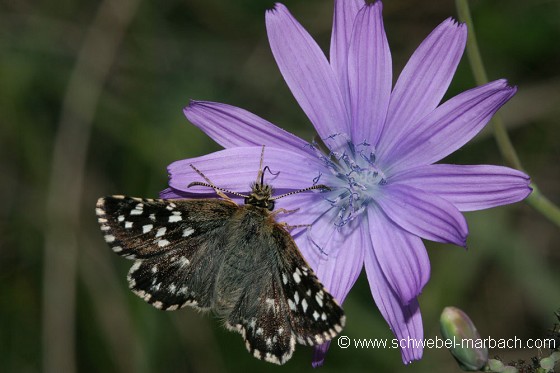 Papillon sur mauve