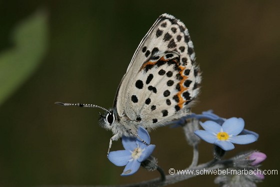 Papillon