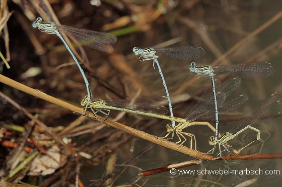 Agrion