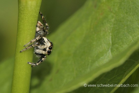 Araignée sauteuse