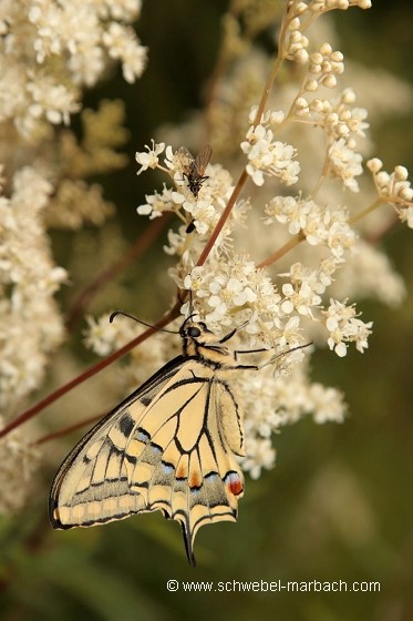 Papillon machaon sur reine des prés